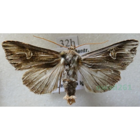 Actinotia polyodon (Clerck, 1759) Cmucha przejrzysta, przydrożnica dziurawcówka Czech32h